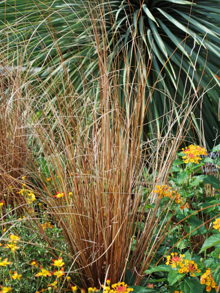 Carex buchananii 'Red Rooster' (ColorGrass® Leather Leaf Sedge)