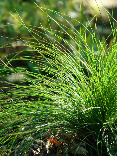 Carex eburnea (Bristle-leaf Sedge)