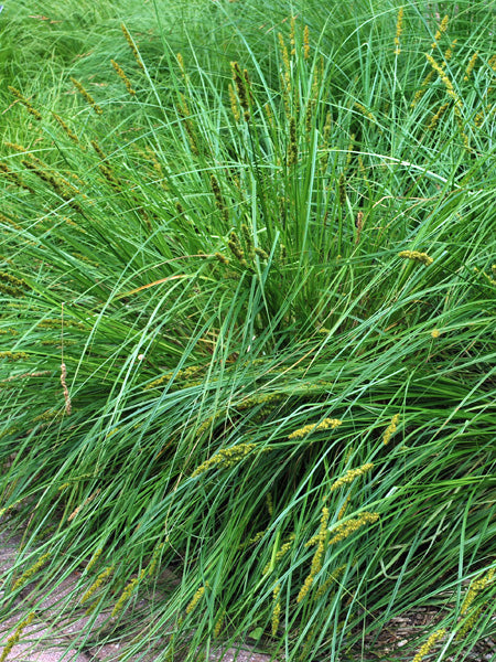 Carex vulpinoidea (Fox Sedge)