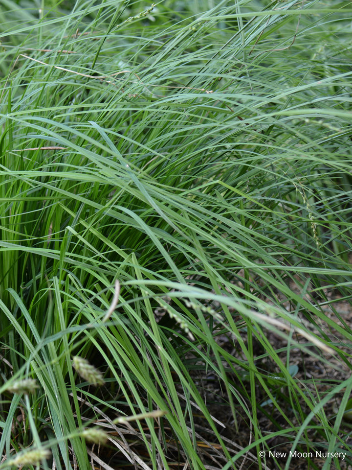 Carex woodii (Wood’s Sedge)