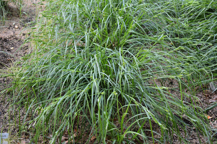 Carex amphibola (Creek Sedge)