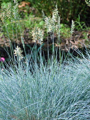 Festuca glauca 'Cool as Ice' (Blue Fescue)