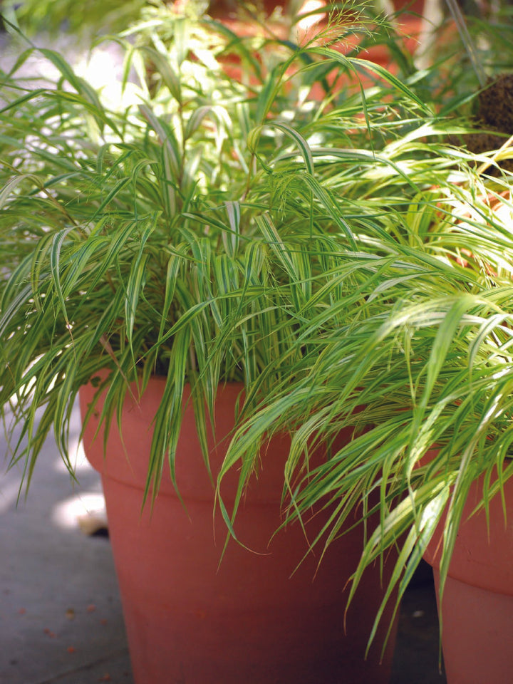 Hakonechloa macra 'Aureola' (Japanese Forest Grass/Hakone Grass)