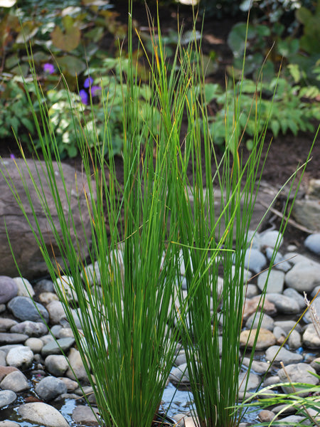 Juncus effusus (Common Rush/Soft Rush)