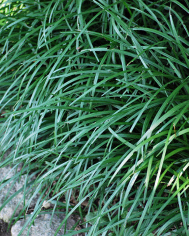 Liriope spicata (Creeping Lilyturf)