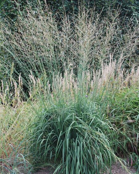 Molinia a. 'Skyracer' (Tall Purple Moor Grass)