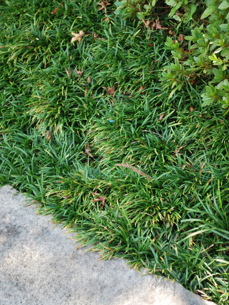 Ophiopogon japonicus 'Nana' (Dwarf Mondo Grass)