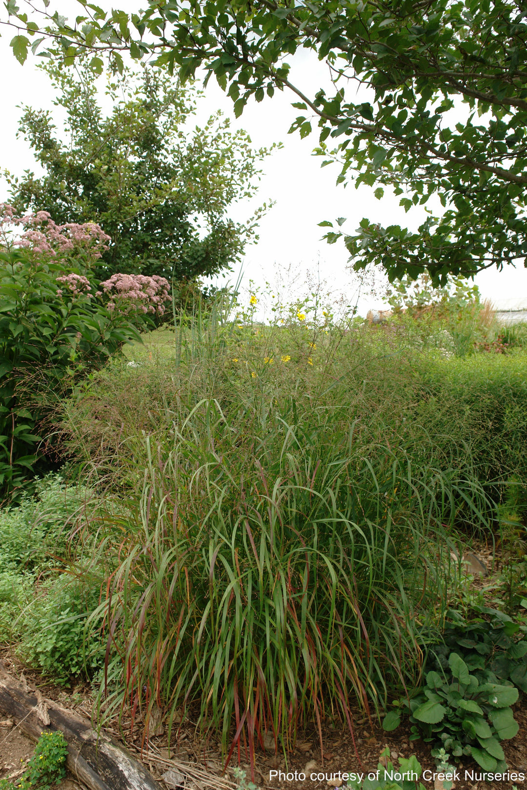 Panicum virgatum 'Shenandoah' (Red Switchgrass)