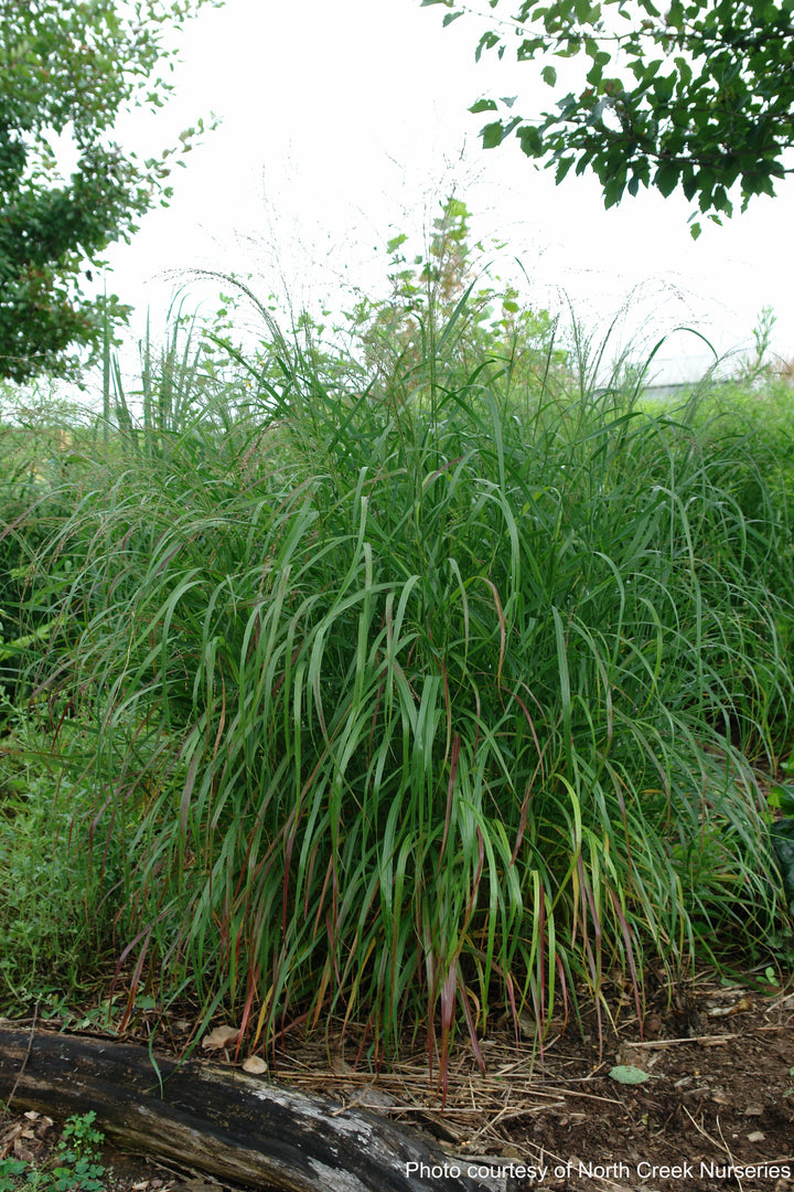 Panicum virgatum 'Shenandoah' (Red Switchgrass)