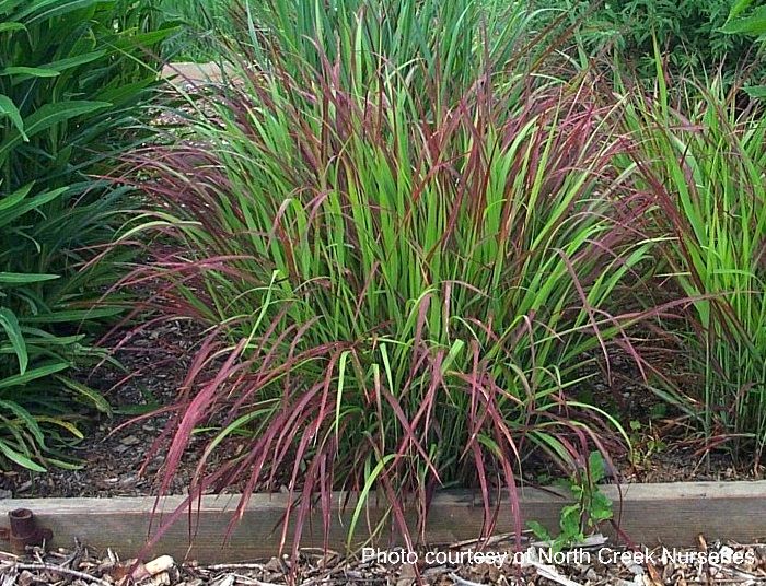 Panicum virgatum 'Shenandoah' (Red Switchgrass)