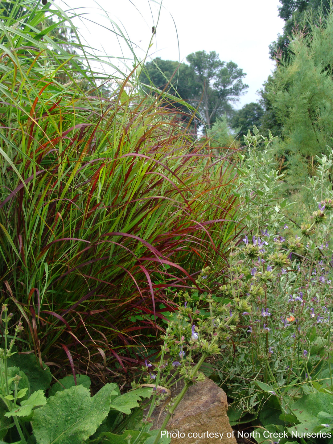 Panicum virgatum 'Shenandoah' (Red Switchgrass)