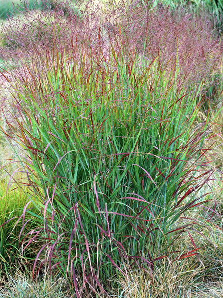 Panicum virgatum 'Shenandoah' (Red Switchgrass)