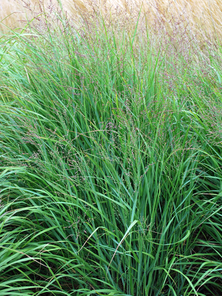 Panicum virgatum (Switchgrass)