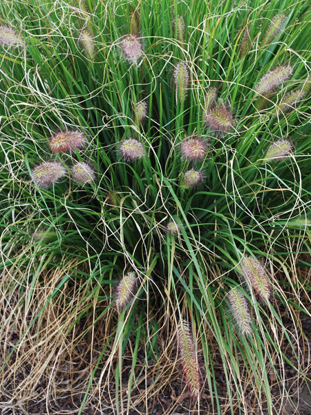 Pennisetum alopecuroides 'Cassian' (Cassian Fountain Grass)