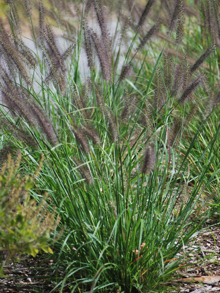 Pennisetum alopecuroides 'Moudry' (Black Flowering Fountain Grass)