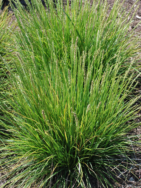 Seslaria autumnalis (Autumn Moor Grass)