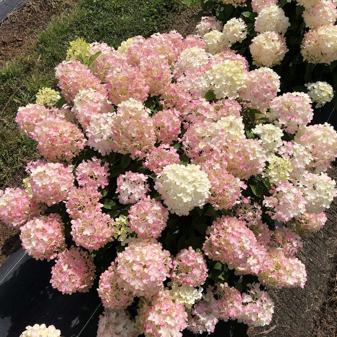 Hydrangea paniculata Fire Light Tidbit® (Dwarf Panicle Hydrangea)