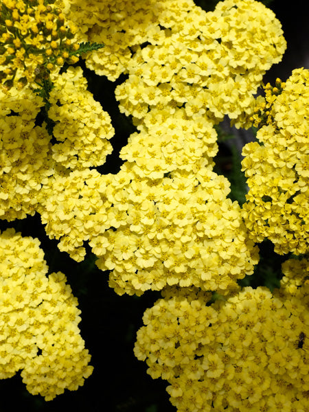 Achillea x 'Little Moonshine' (Dwarf Yarrow)