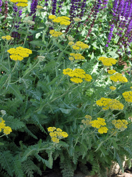 Achillea x 'Moonshine' (Yarrow)