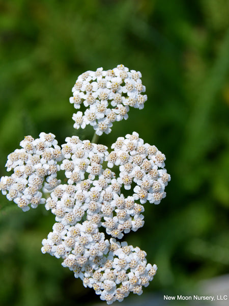 Achillea millefolium (Common Yarrow)