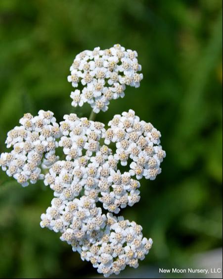 Achillea millefolium (Common Yarrow)