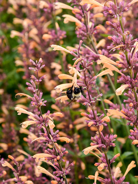 Agastache Meant to Bee™ 'Queen Nectarine' (Hummingbird Mint)