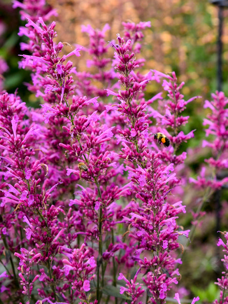 Agastache Meant to Bee™ 'Royal Raspberry' (Hummingbird Mint)