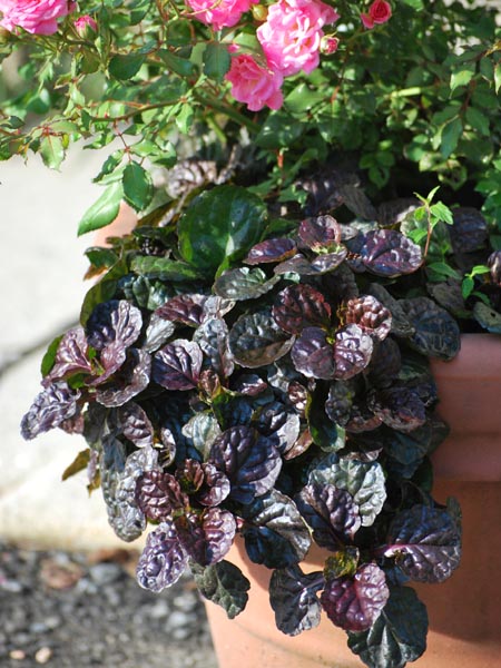 Ajuga reptans 'Black Scallop' (Bugle Weed)