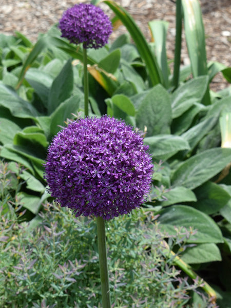 Allium 'Ambassador' (Ornamental Onion)