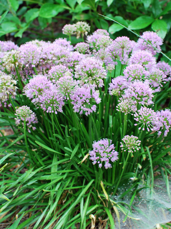 Allium 'Summer Beauty' (Ornamental Onion)