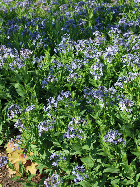 Amsonia x 'Blue Ice' (Bluestar)