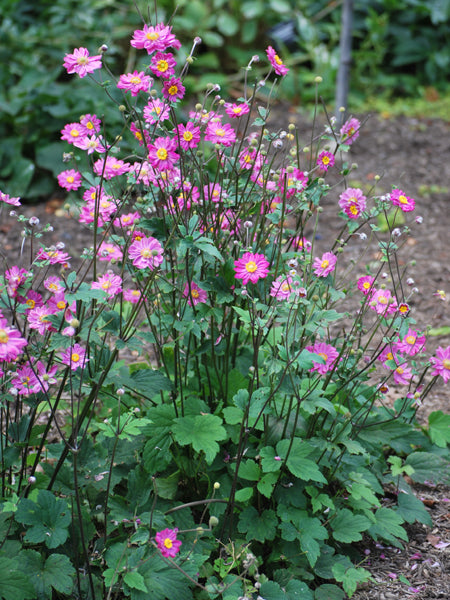 Anemone x hybrida 'Pamina' (Windflower)