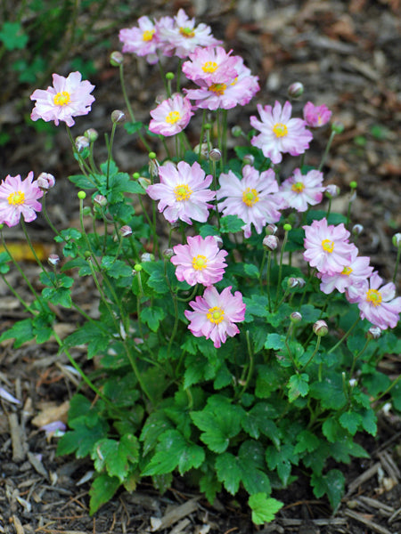 Anemone x hybrida Fantasy™ 'Pocahontas' (Windflower)