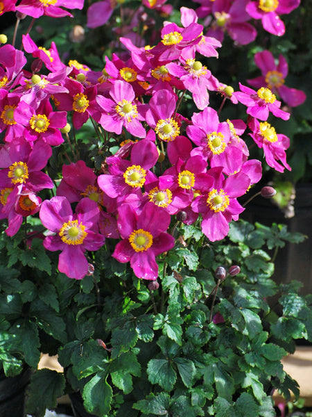 Anemone x hybrida Fantasy™ 'Red Riding Hood' (Windflower)