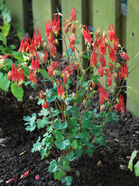 Aquilegia canadensis 'Little Lanterns' (Wild Columbine)