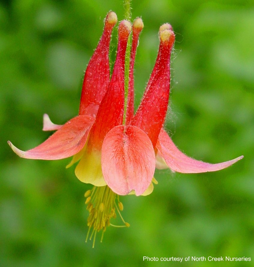 Aquilegia canadensis 'Little Lanterns' (Wild Columbine)