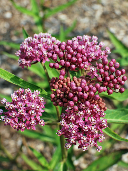 Asclepias incarnata ‘Cinderella’ (Swamp Milkweed)