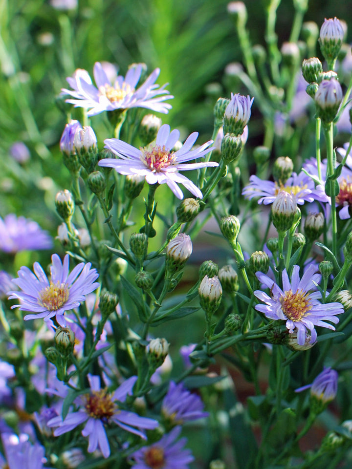 Aster laevis 'Bluebird' (Smooth Aster)