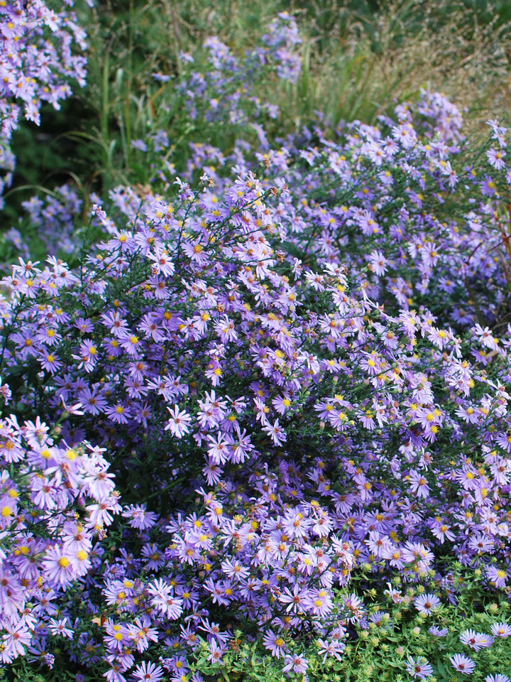 Aster laevis 'Bluebird' (Smooth Aster)