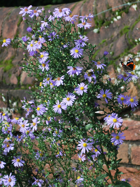 Aster laevis 'Bluebird' (Smooth Aster)