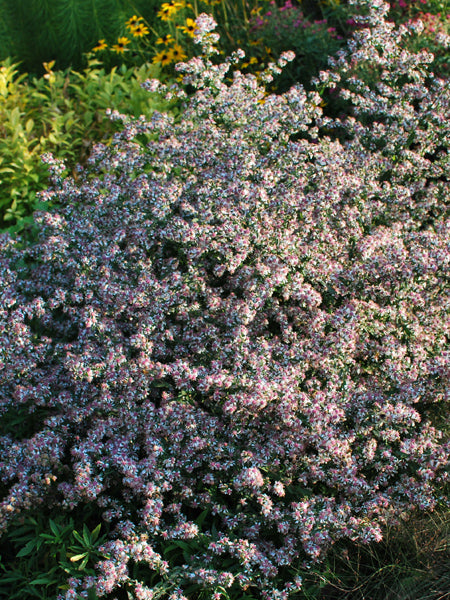 Aster lateriflorus ‘Lady in Black’ (Calico Aster)