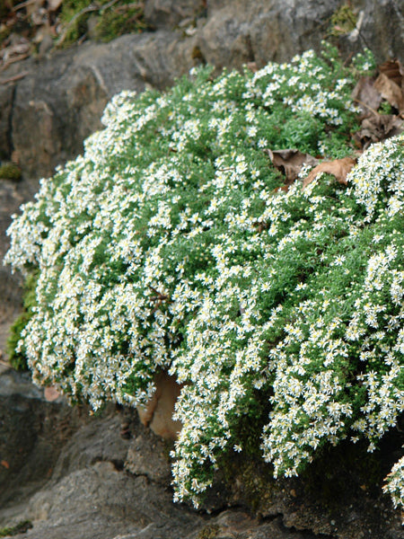 Aster ericoides ‘Snow Flurry’ (White Heath Aster)