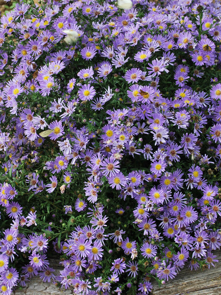 Aster dumosus 'Wood's Blue' (Blue Wood Aster)