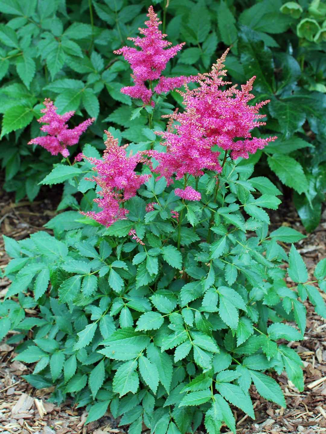 Astilbe x Music™ 'Drum & Bass' (False Spirea)