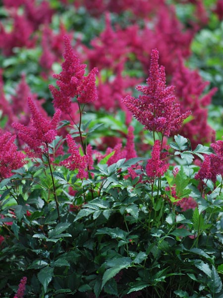 Astilbe japonica 'Montgomery' (False Spirea)