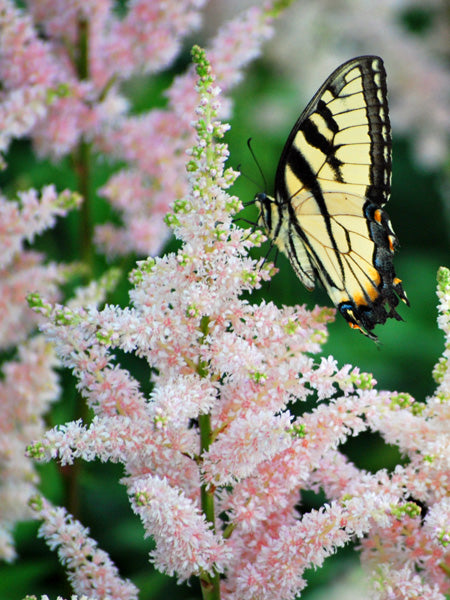 Astilbe japonica 'Peach Blossom' (False Spirea)