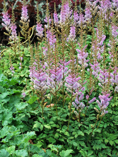 Astilbe chinensis 'Pumila' (False Spirea)