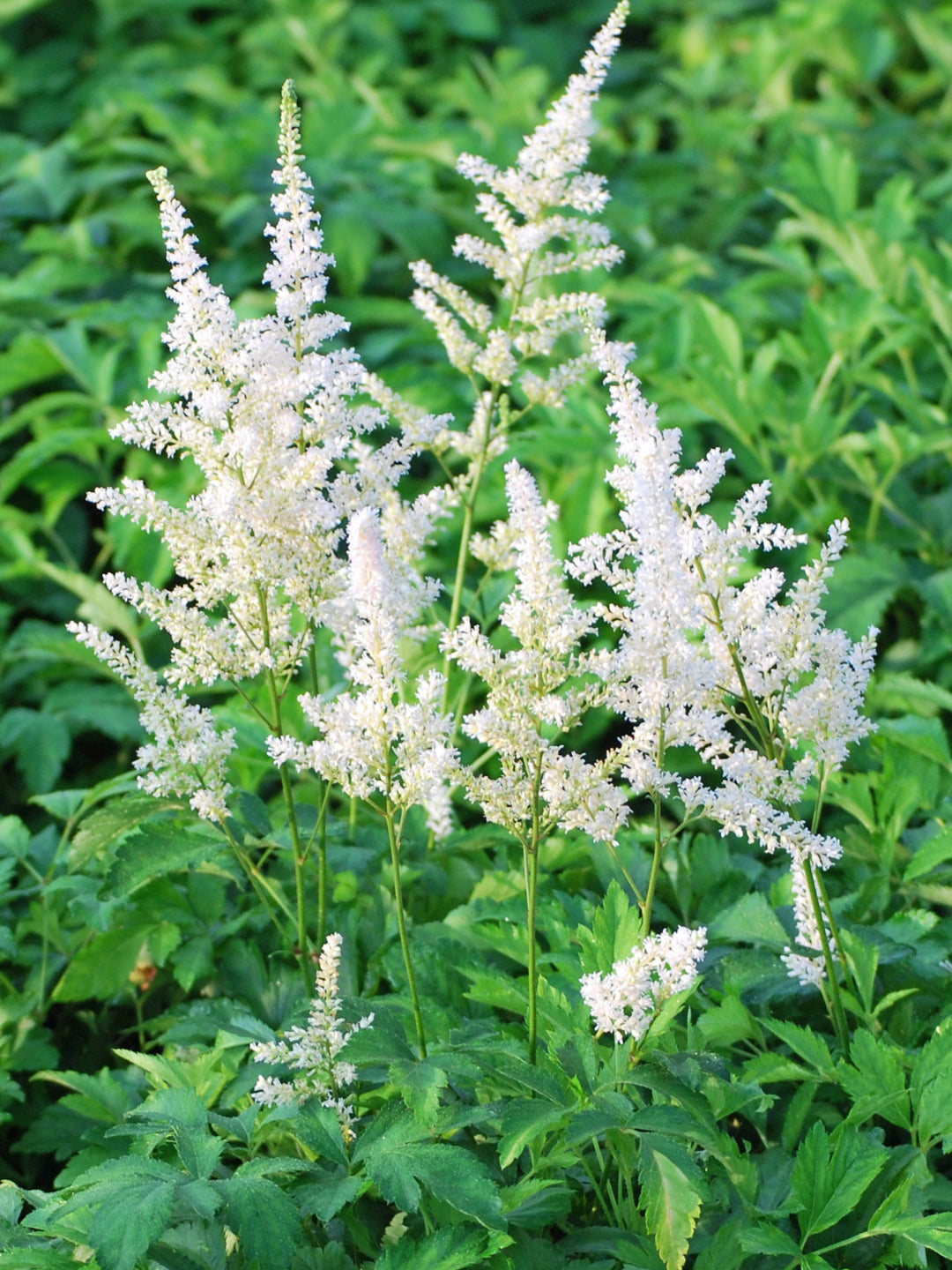 Astilbe arendsii 'Snowdrift' (False Spirea)