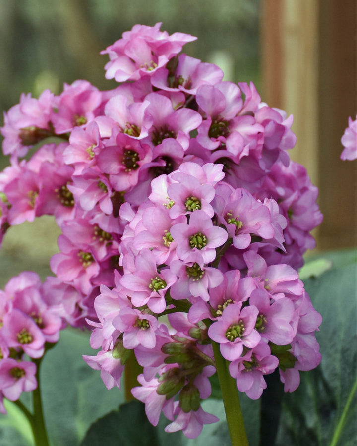 Bergenia cordifolia 'Miss Piggy' (Pigsqueak)