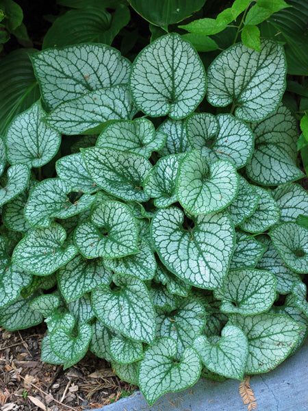 Brunnera macrophylla 'Sea Heart' (False Forget-me-not/Siberian Bugloss )